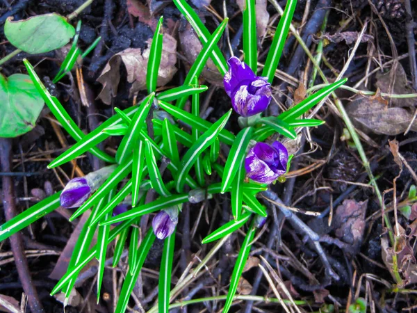 Den Första Delikat Lila Crocus Blommor Början Våren — Stockfoto