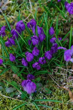 erken ilkbaharda ilk, narin mor çiğdem çiçekleri