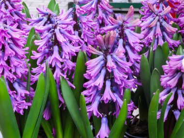 Çiçek saksılarında güçlü bir kokusu olan güzel pembe sümbüller..