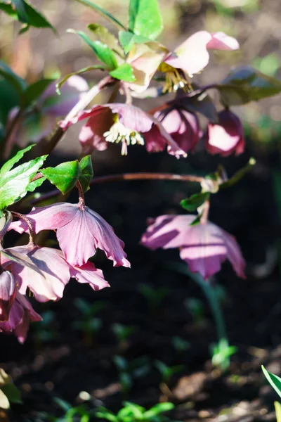 Erdő Első Rózsaszín Virágainak Bokra Kora Tavasszal — Stock Fotó