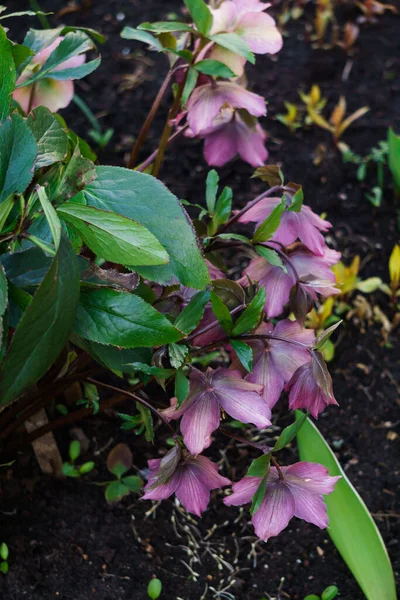 Bush First Pink Flowers Hellebore Forest Early Spring — Stock Photo, Image