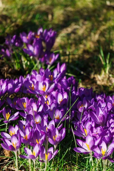 Lichtung Blühender Lila Krokusse Wald Zeitigen Frühling — Stockfoto