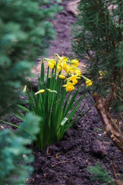 Группа Желтых Нарциссов Ранней Весной — стоковое фото