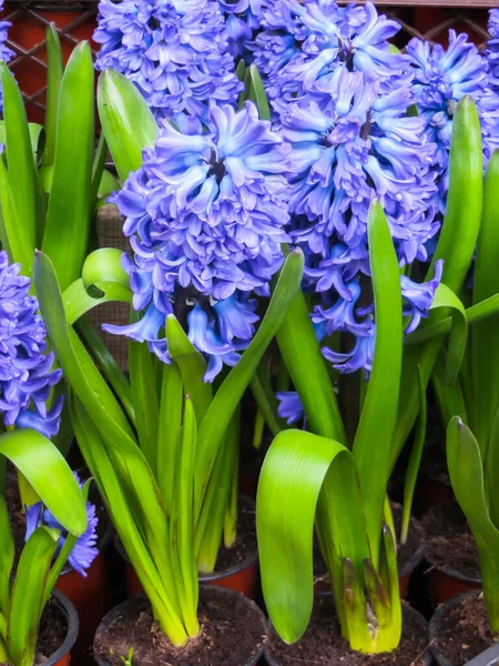 Feine blaue Hyazinthen mit starkem Aroma in Blumentöpfen. — Stockfoto