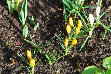 İlki, yumuşak sarı timsahlar ilkbaharın başlarında çiçek açar.