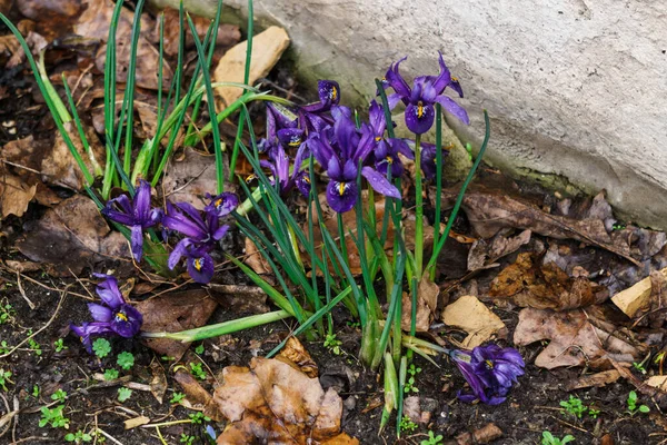 Первые Нежные Пурпурные Цветки Крокуса Ранней Весной — стоковое фото