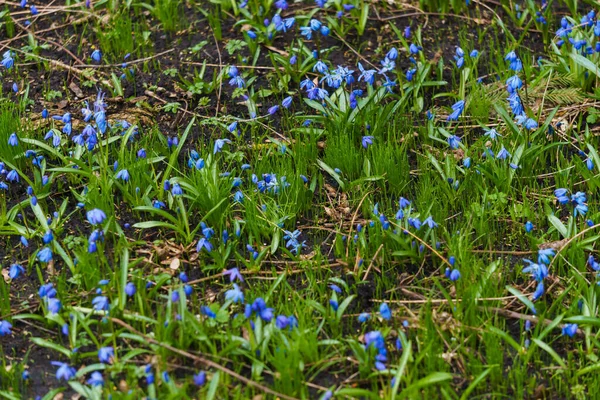 Glade Van Blauwe Sneeuwklokjes Het Bos Het Vroege Voorjaar — Stockfoto