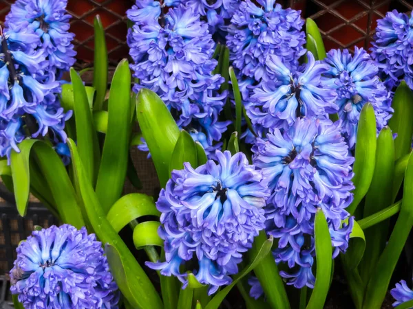 Feine Blaue Hyazinthen Mit Starkem Aroma Blumentöpfen — Stockfoto