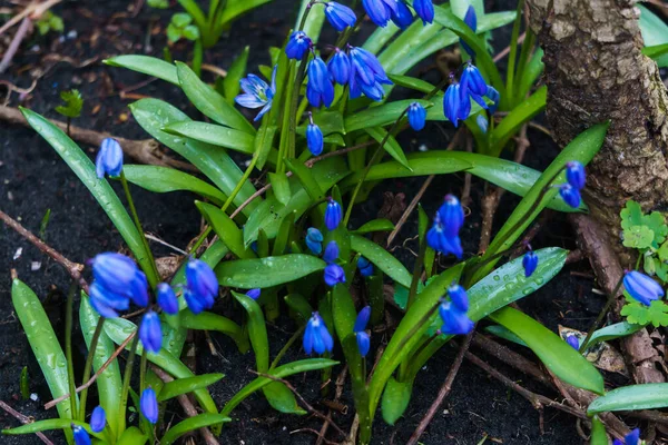 Bosjes Van Eerste Blauwe Sneeuwklokjes Het Bos Het Vroege Voorjaar — Stockfoto