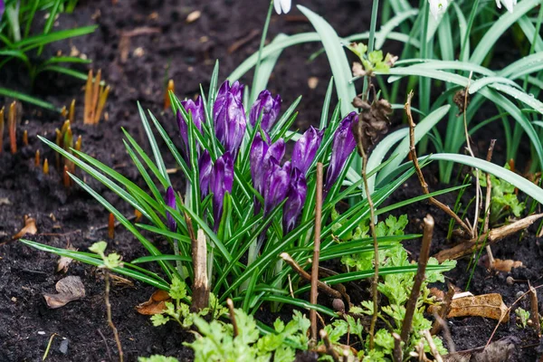 Primeiras Delicadas Flores Croco Roxo Início Primavera — Fotografia de Stock