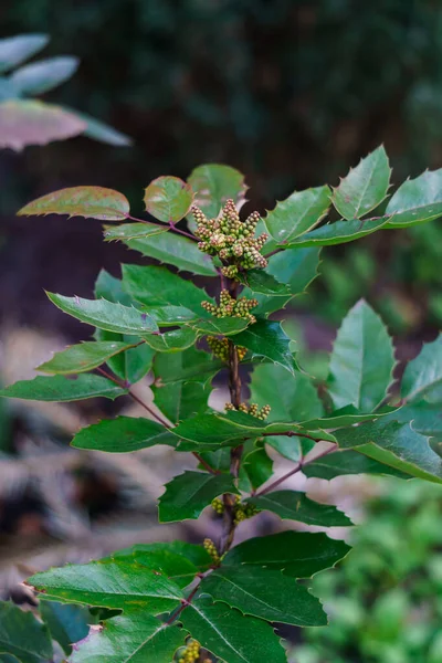 Oregon Krzew Winogronowy Gałąź Zielona Wczesną Wiosną — Zdjęcie stockowe