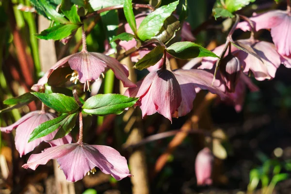 Куст Первых Розовых Цветков Алебарды Лесу Ранней Весной — стоковое фото