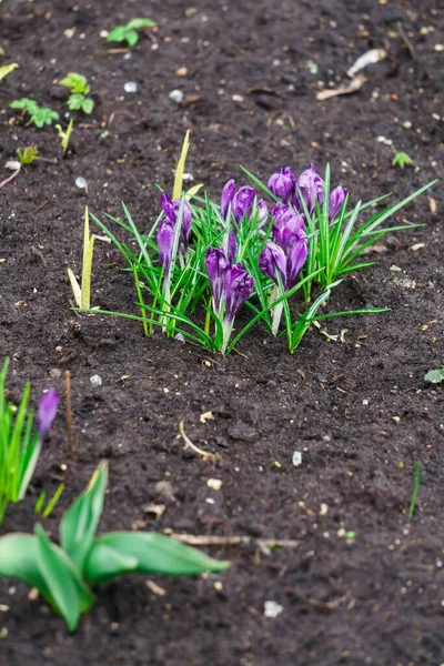 Eerste Delicate Paarse Crocus Bloemen Het Vroege Voorjaar — Stockfoto