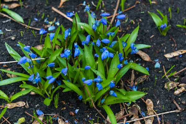 Első Kék Hóvirág Bokrok Kora Tavasszal Erdőben — Stock Fotó