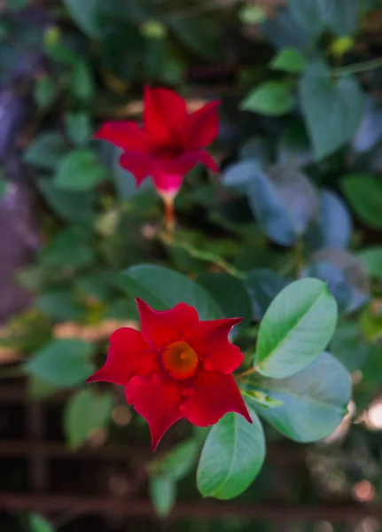 Kwitnące Mandeville Czerwonymi Kwiatami Piękna Roślina Ogrodowa — Zdjęcie stockowe