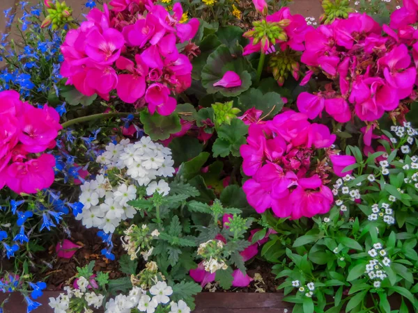 Krásně Zdobené Okraje Různých Barevných Zahradních Květin — Stock fotografie