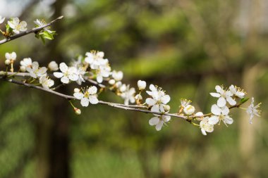 Bahar bahçesindeki bir dalda sarı puding bulunan kiraz eriğinden beyaz çiçekler..