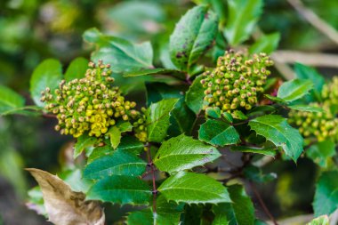 Bahar başında sarı tomurcuklu Oregon üzümü dalı..
