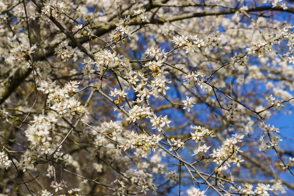 Fajerwerki Białych Kwiatów Śliwki Wiśniowej Tle Błękitnego Nieba — Zdjęcie stockowe