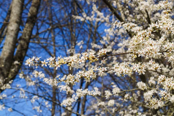 Firework of white cherry plum flowers on a background of blue sky