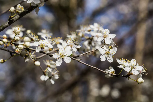 Weiße Blüten Der Kirschpflaume Mit Gelben Staubgefäßen Auf Einem Zweig — Stockfoto