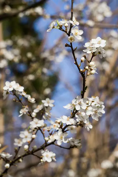 Weiße Blüten der Kirschpflaume mit gelben Staubgefäßen auf einem Zweig im Frühlingsgarten. — Stockfoto