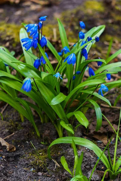 Büsche der ersten blauen Schneeglöckchen im Wald im zeitigen Frühling. — Stockfoto