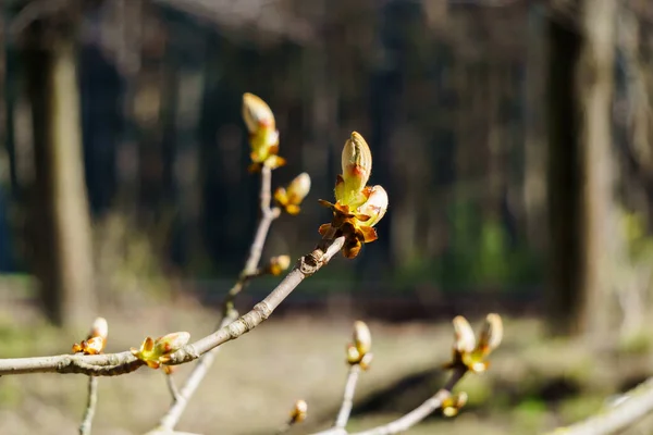 Junge Triebe und Knospen einer Kastanie an einem Baum im Frühling. — Stockfoto