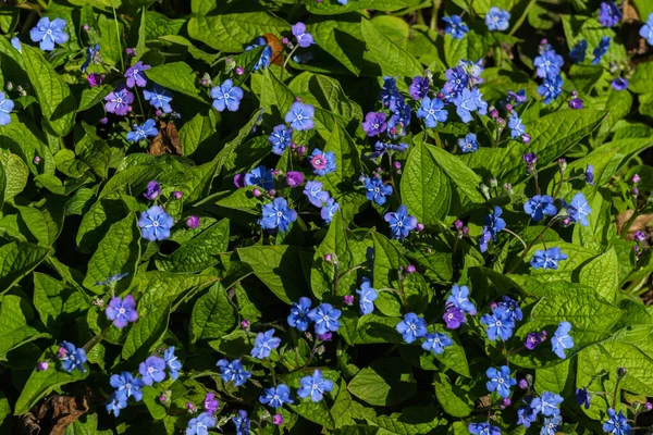 Parlak Mavi Brunner Çiçekleri Baharın Başlarında Bahçede — Stok fotoğraf