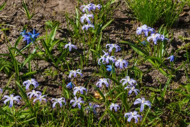 Hionodoxa. Renkli yıldızlar şeklinde güzel çiçekleri olan bir erken dönem.