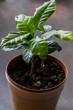 Çiçek saksısında taze yeşil kahve filizleri