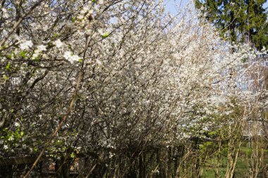 Baharın başında açan kirazlı erik çalısı