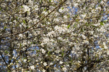 Beyaz kiraz çiçeklerinin havai fişekleri mavi gökyüzünün arka planında