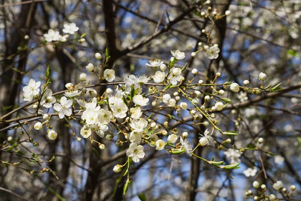 Fajerwerki Białych Kwiatów Śliwki Wiśniowej Tle Błękitnego Nieba — Zdjęcie stockowe