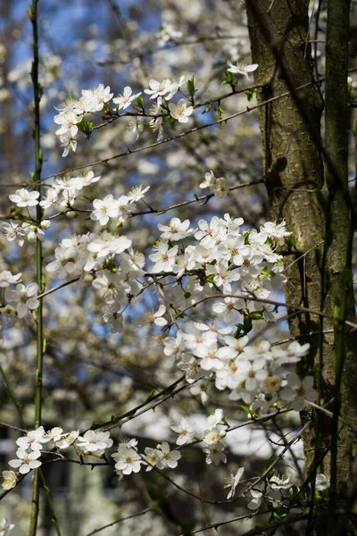 Firework of white cherry plum flowers on a background of blue sky