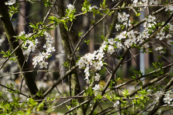 Białe Kwiaty Śliwki Wiśniowej Żółtymi Łodygami Gałęzi Wiosennym Ogrodzie — Zdjęcie stockowe
