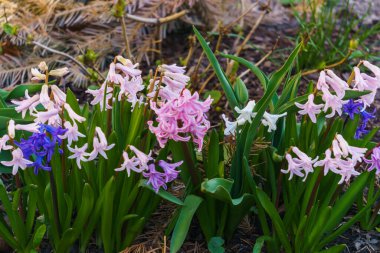 Bahar bahçesinde çok renkli sümbüller.