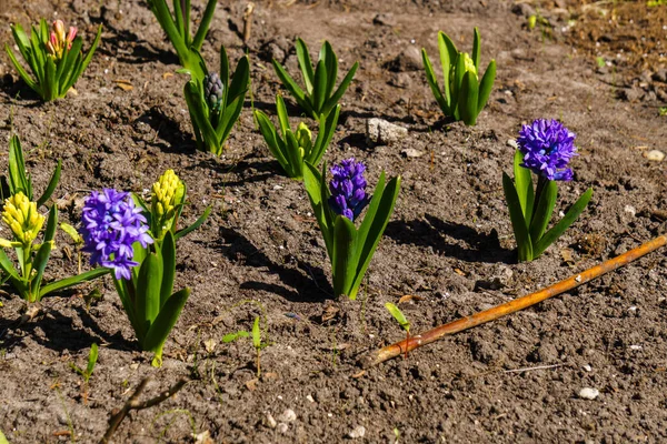 Krásné Fialové Hyacinty Jarní Zahradě — Stock fotografie