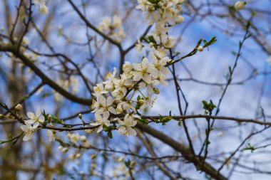 Bahar bahçesindeki bir dalda sarı puding bulunan kiraz eriğinden beyaz çiçekler.