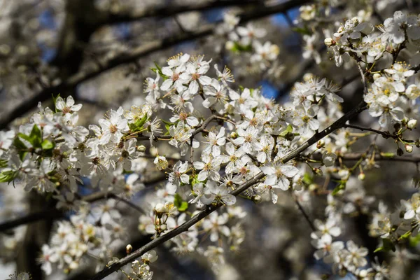 Firework of white cherry plum flowers on a background of blue sky