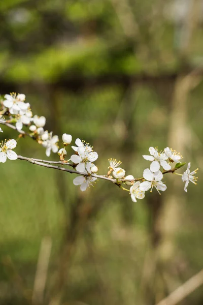 White flowers of cherry plum with yellow stamens on a branch in the spring garden