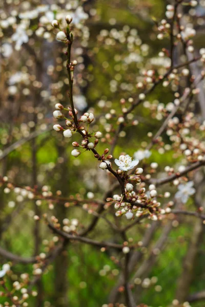 Weiße Blüten Aus Kirschpflaume Und Blütenknospen Auf Einem Zweig Einem — Stockfoto