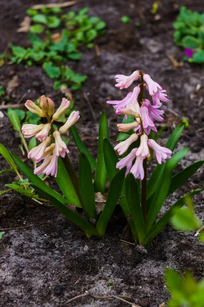 Beautiful Pink Colored Hyacinths Spring Garden — Stock Photo, Image