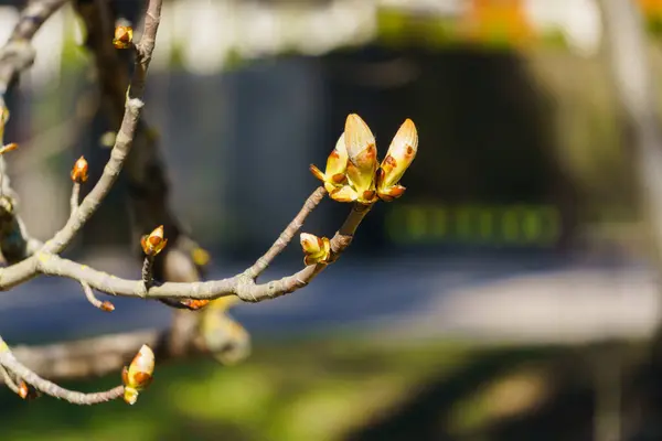 Junge Triebe Und Knospen Einer Kastanie Einem Baum Frühling — Stockfoto