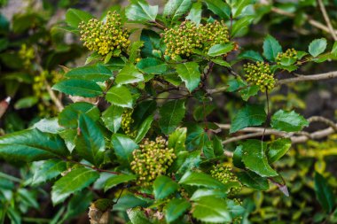 Bahar başında sarı tomurcuklu Oregon üzümü dalı.