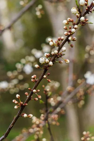 Weiße Blüten Aus Kirschpflaume Und Blütenknospen Auf Einem Zweig Einem — Stockfoto