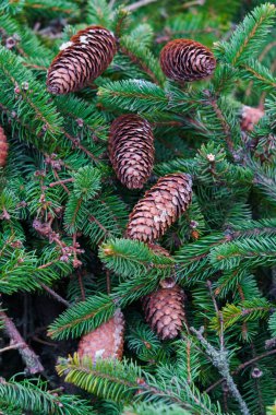 Kabarık yeşil ladin dalında kahverengi ladin kozalakları