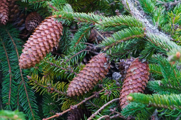 Braune Fichtenzapfen Auf Einem Flauschigen Grünen Fichtenzweig — Stockfoto