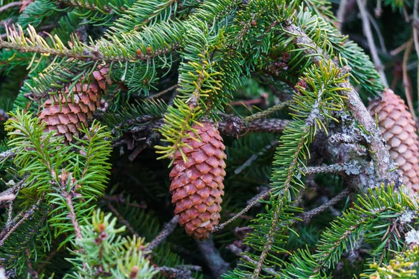 Cônes Épinette Brune Sur Une Branche Épinette Verte Duveteuse — Photo