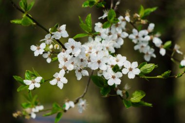 Bahar bahçesindeki bir dalda sarı puding bulunan kiraz eriğinden beyaz çiçekler.